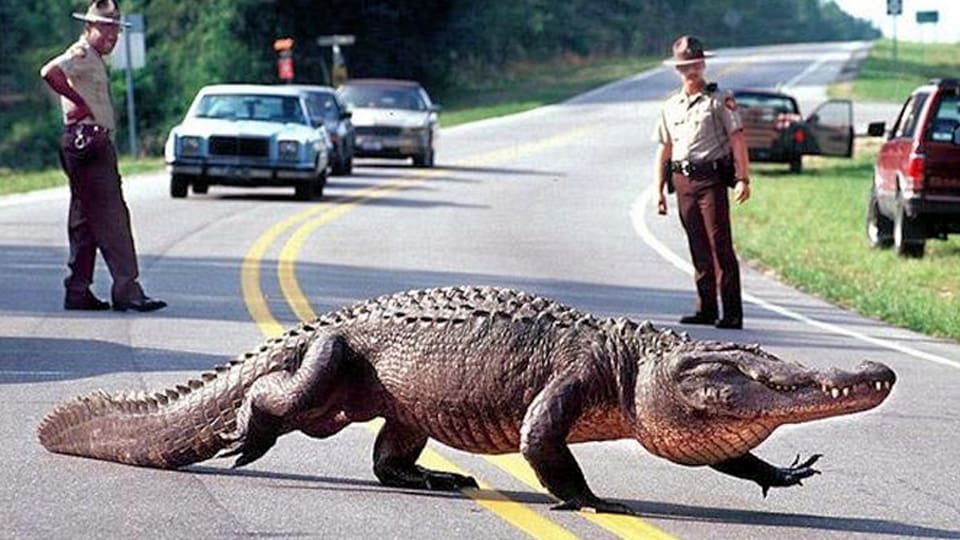 Alligators in North Texas