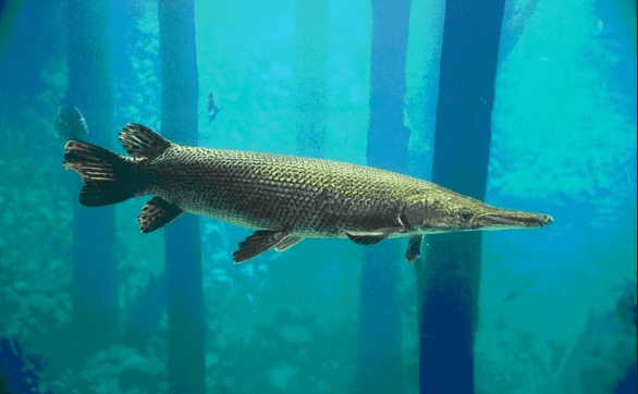 Alligator Gar Lake Grapevine Lake Lewisville