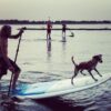 Doggie Paddle-  How to SUP with your PUP