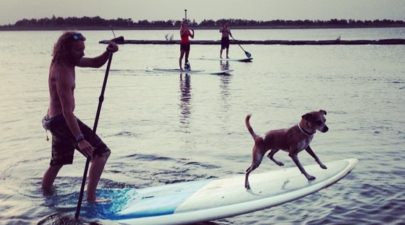 Paddleboarding with your Dog- How To